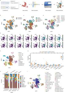 Single-cell landscape of GC under T-DXd treatment.