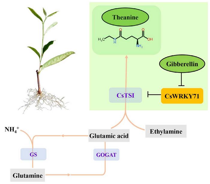 Working model of the regulatory functions of CsWRKY71 in theanine biosynthesis.