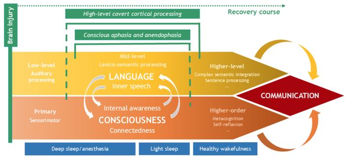 The interaction between language and consciousness