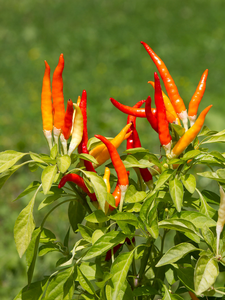 Peppers