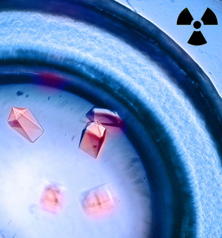 Berkeley Lab Researchers Identify Cellular Pathway for Radioactive Contamination