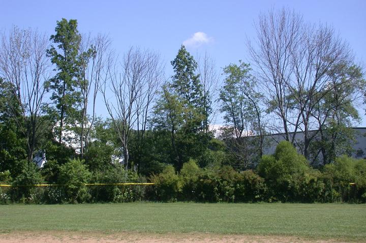 Ash Crown Thinning and Dieback