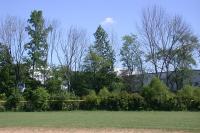 Ash Crown Thinning and Dieback