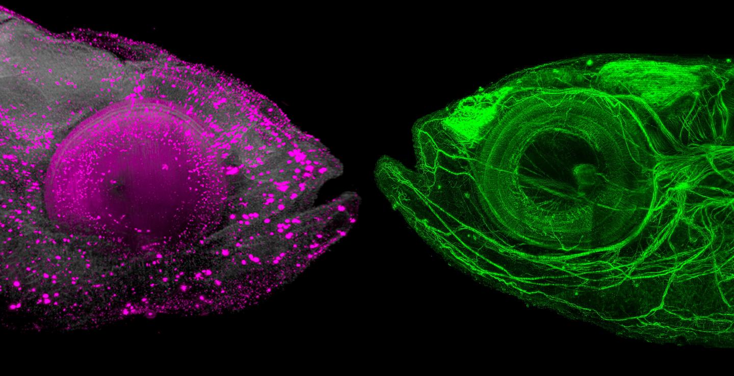 Zebrafish