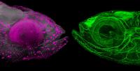 Zebrafish