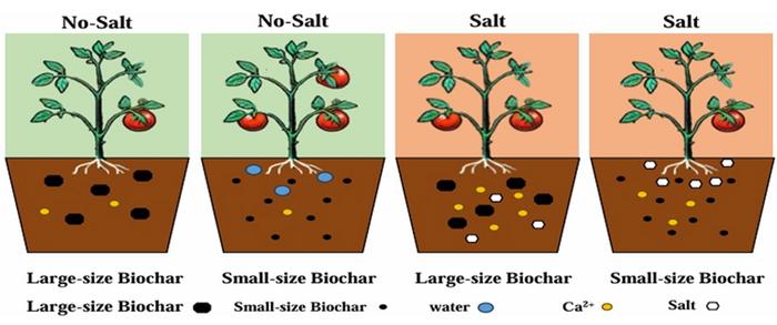 Interaction between biochar particle size and soil salinity levels on soil properties and tomato yield