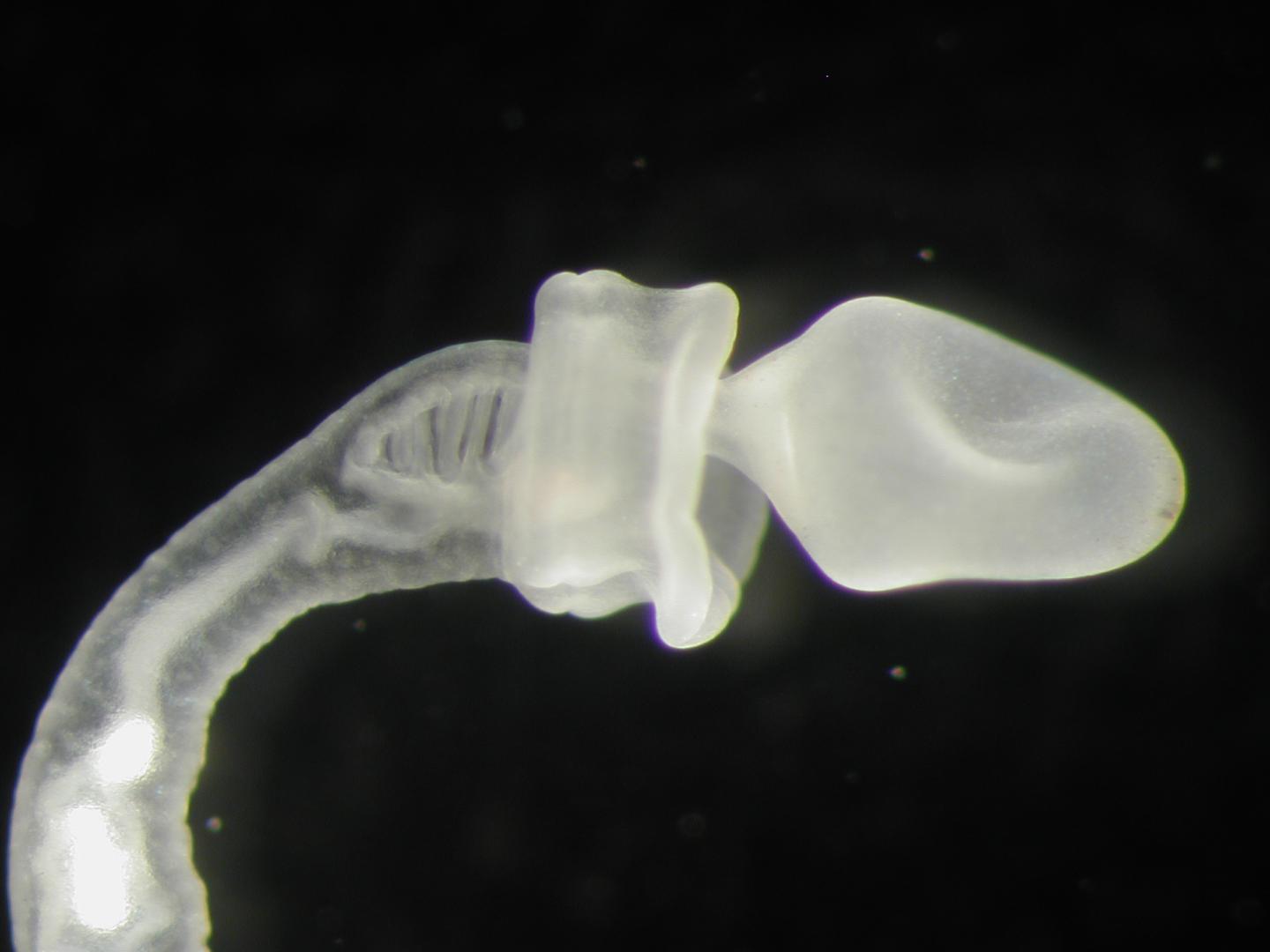 <i>Ptychodera flava</i> Juvenile