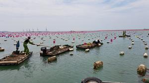 Integrated seaweed and abalone farm in Xiamen, China