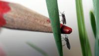 Hessian Flies on a Piece of Wheat