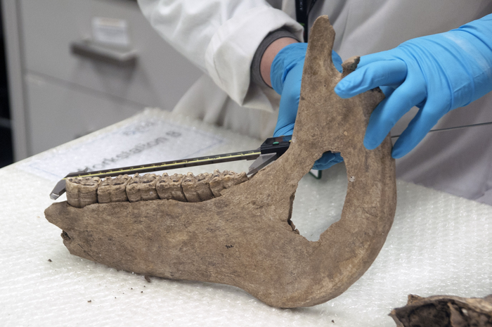 Pictures show Dr Katherine Kanne from the University of Exeter measuring horse bones found in Goltho, Lincolnshire using calipers and an osteometric board. The bones are a metacarpal, the end of the humerus and a tooth row from a mandible. Download pictures at https://we.tl/t-pW15vA2VHM