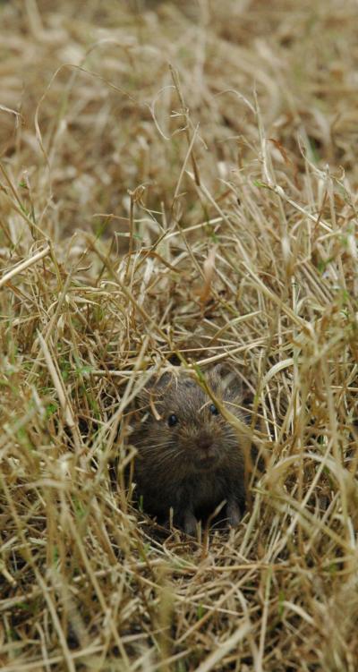 Continent-Wide Look at Vole Populations (6 of 9)