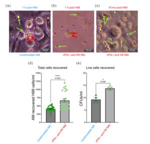 Pre-activation of alveolar-like macrophages with IFN-γ and MTb cues reduces their capacity to restrict C. neoformans growth.
