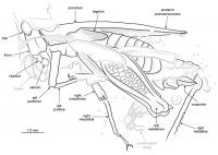 20-Million-Year-Old Pygmy Locust