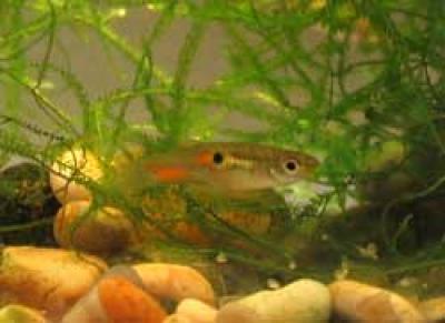 Male Guppie