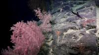 Bremer Canyon Diversity