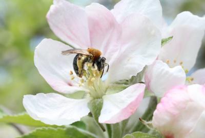 <i>Andrena haemorrhoa</i>