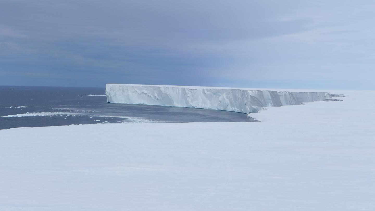 Ross Polynya