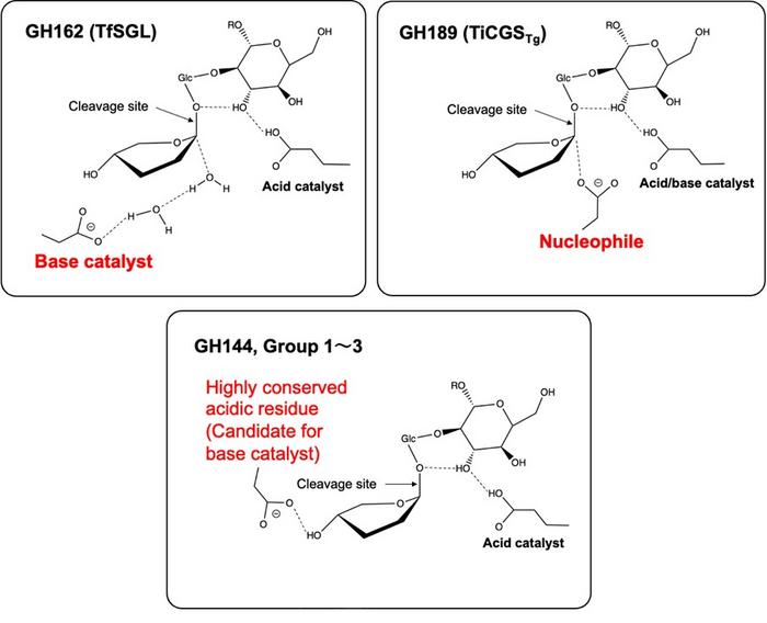 Reaction mechanisms of the SGL clan enzymes