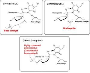 Reaction mechanisms of the SGL clan enzymes
