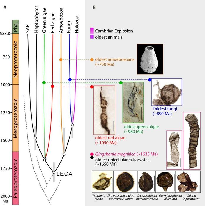 Simplified eukaryotic tree and representative early eukaryotic fossils