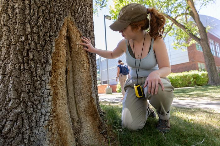 Estella Percarpio inspects an invasive Siberian elm on the NAU campus