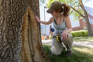 Estella Percarpio inspects an invasive Siberian elm on the NAU campus