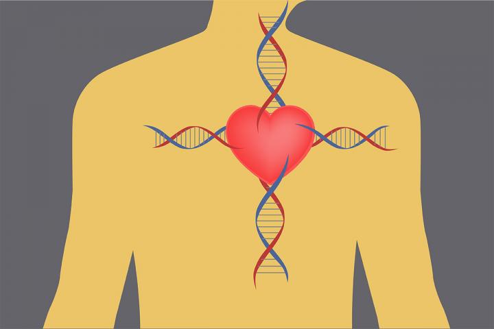 Newly Identified Genetic Errors May Prevent Heart Attacks