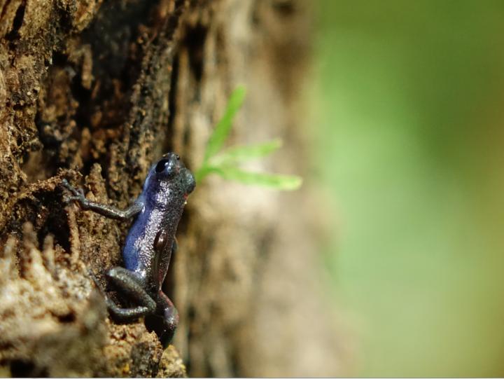 Nonmonogamous Strawberry Poison Frog (<i>Oophaga pumilio</i>)