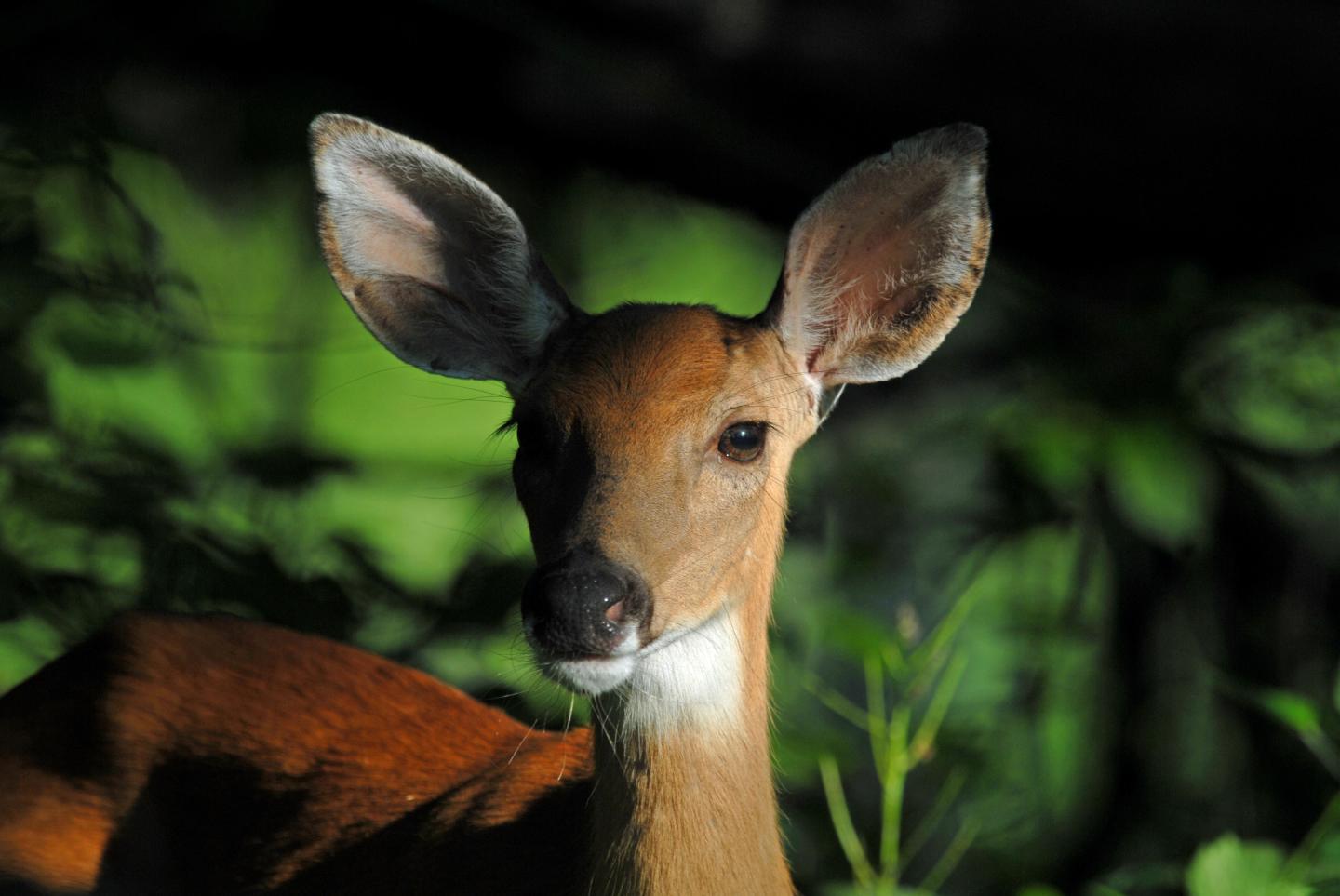 Deer