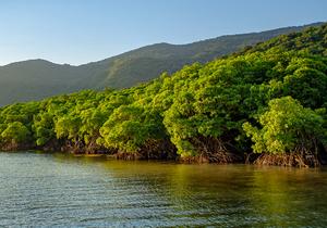 Mangroves at Karimunjawa in Indonesia