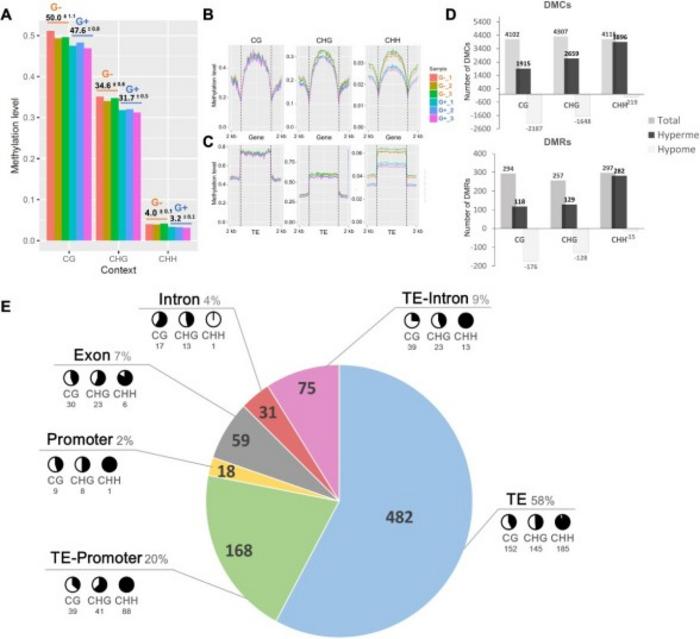 Global DNA-methylation is affected in G- cells.