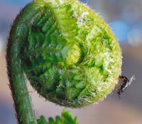 The Female of the Sawfly, <i>B. filiceti</i>