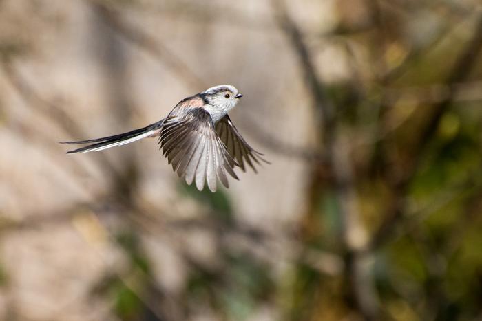 Long tailed tit