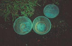 Expelled hookworms