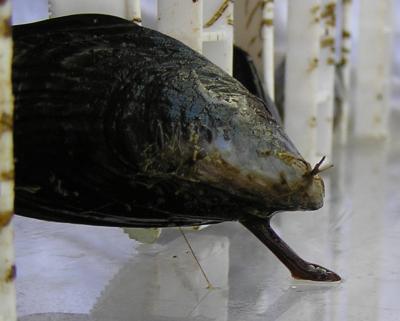 Mussel Foot Molds Thread
