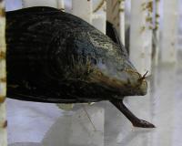 Mussel Foot Molds Thread