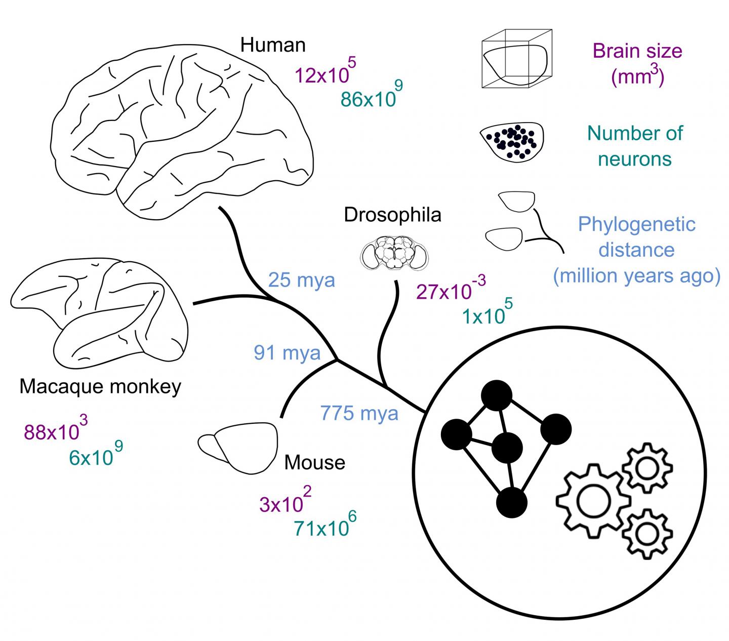 Spatiotemporal Ontogeny of Brain Wiring (1 of 1)