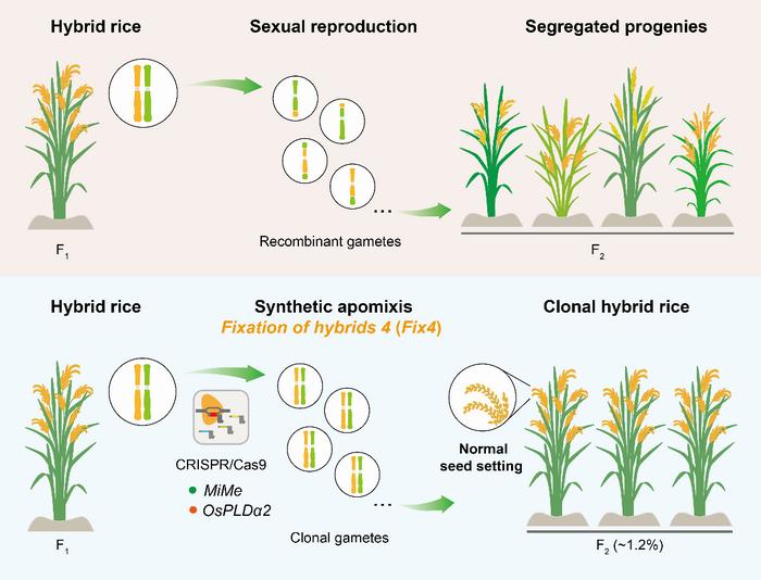 The Fix4 synthetic apomixis system enables clonal hybrid rice with normal fertility.