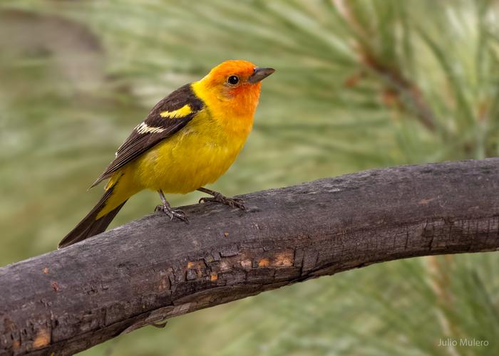 Western Tanager