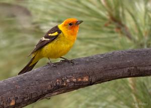 Western Tanager