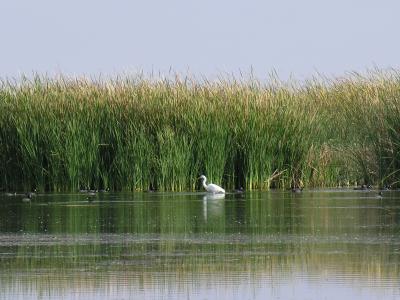 Birds in Cienega de Santa Clara