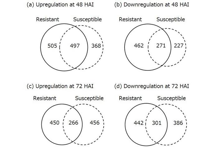 Figure 2 Number of differentially expressed genes by white rust inoculation.