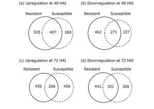 Figure 2 Number of differentially expressed genes by white rust inoculation.