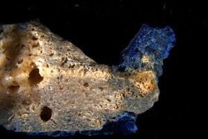 Plasticoral from Sosu Beach, alternate view