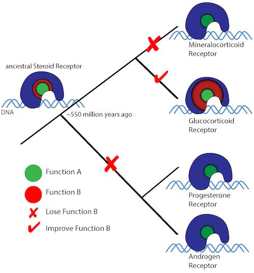 Steroid Receptor Family