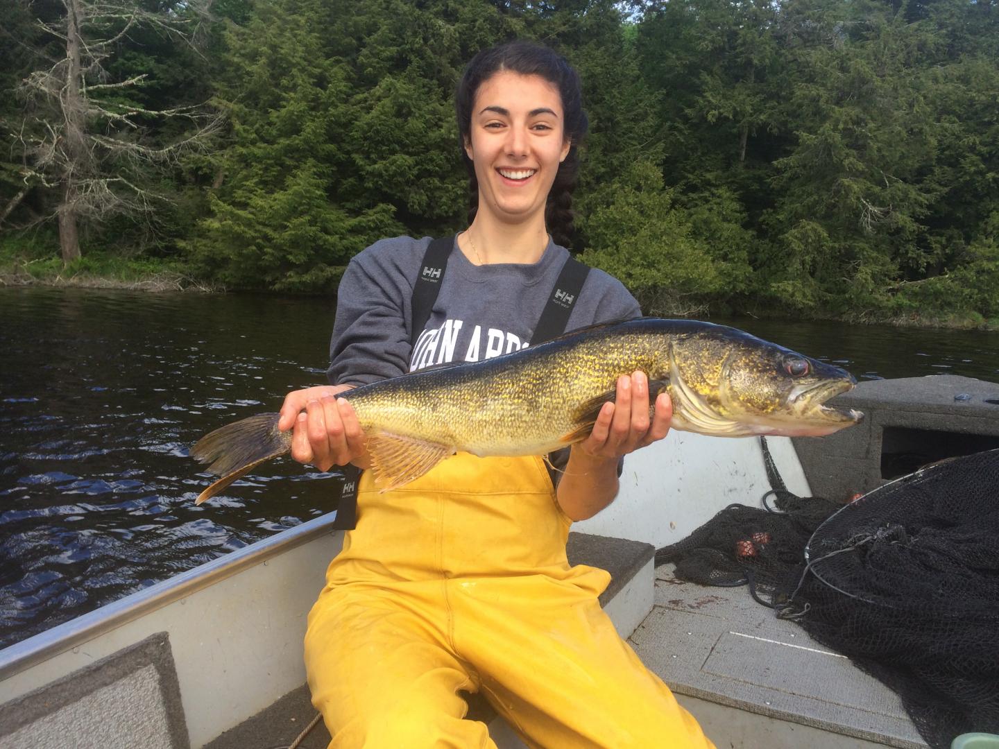 Walleye Caught at a Lake in the Northwoods of Wisconsin