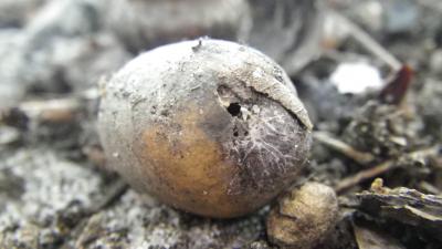 <i>Temnothorax</i>