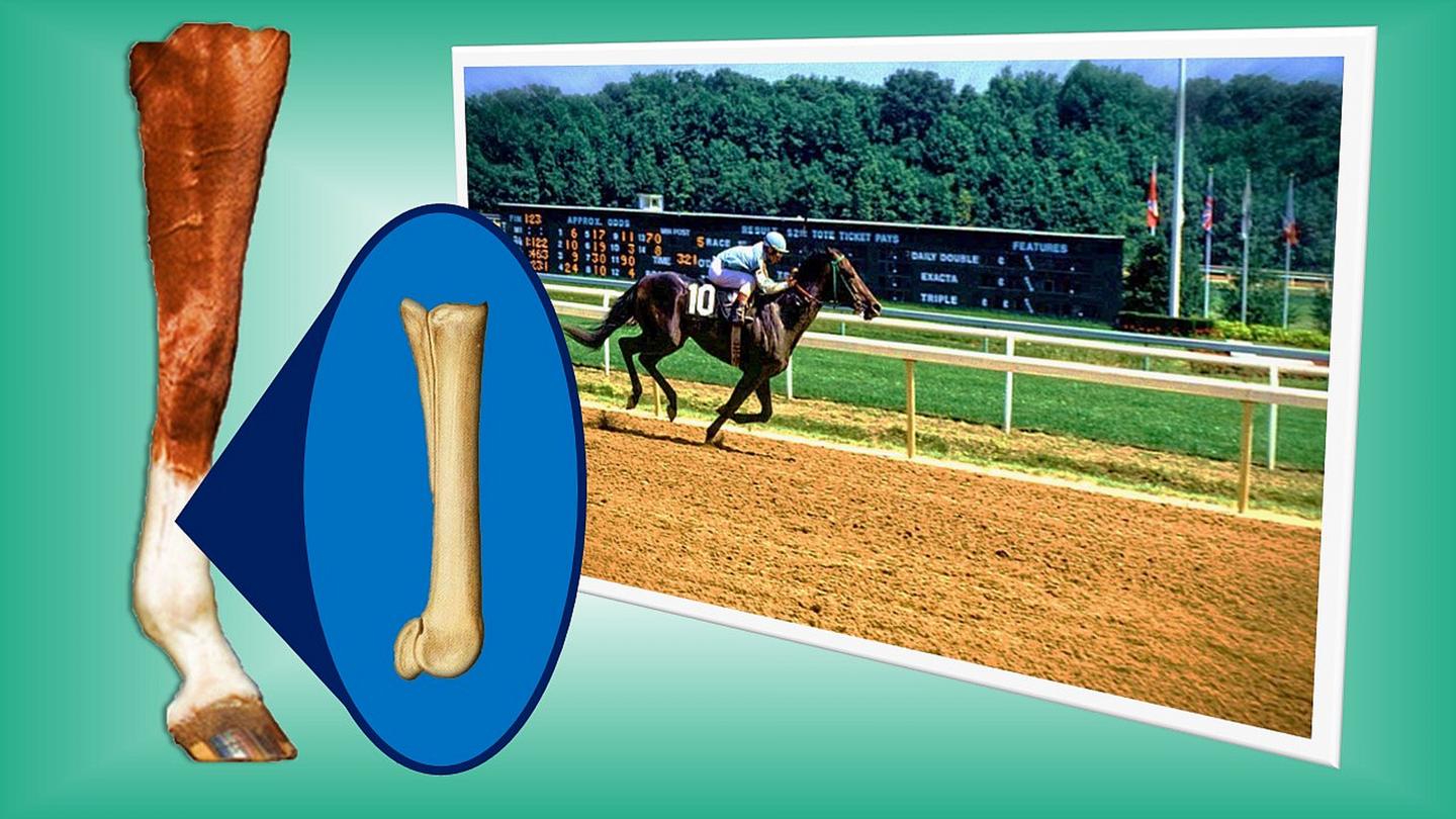Racehorse Injuries