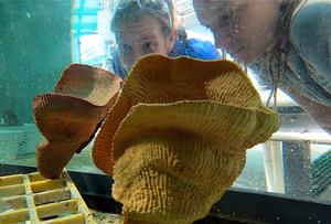 Figure 2: Throughout the experiments sponges find a new home in the research aquaria facilities at the Australian Institute of Marine Science.