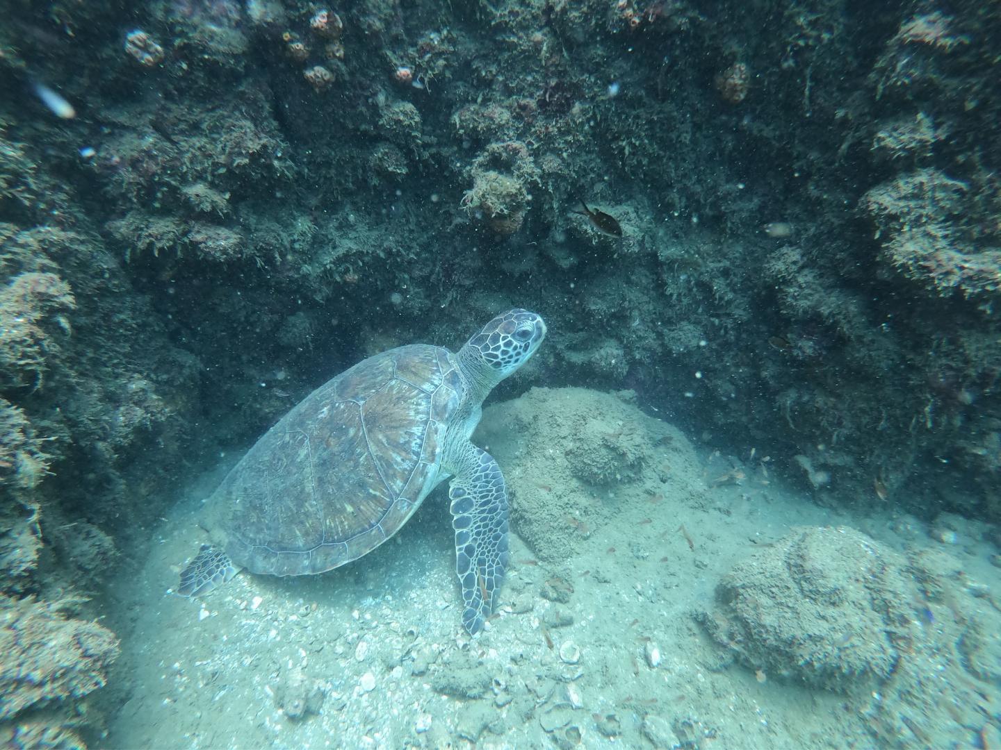 Sea turtle